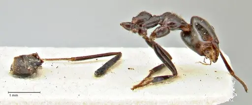 Anonychomyrma dimorpha specimen FOCOL2798 image focol2798_4