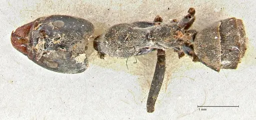 Anonychomyrma dimorpha specimen FOCOL2799 image focol2799_1