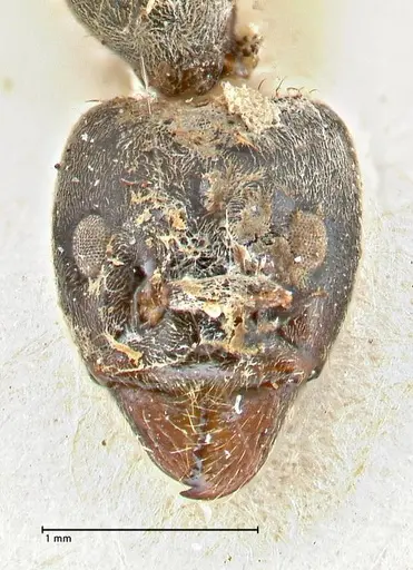 Anonychomyrma dimorpha specimen FOCOL2799 image focol2799_2