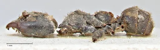 Anonychomyrma dimorpha specimen FOCOL2799 image focol2799_3