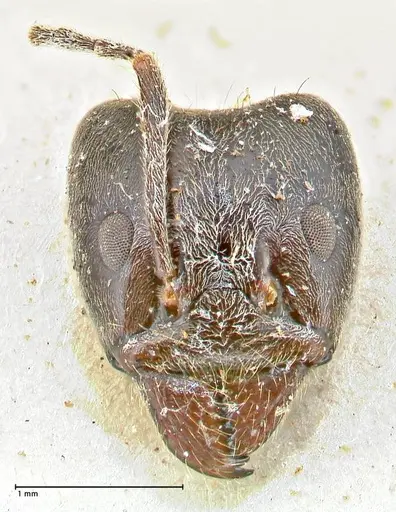 Anonychomyrma dimorpha specimen FOCOL2800 image focol2800_1
