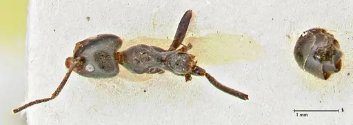 Anonychomyrma dimorpha specimen FOCOL2801 image focol2801_1