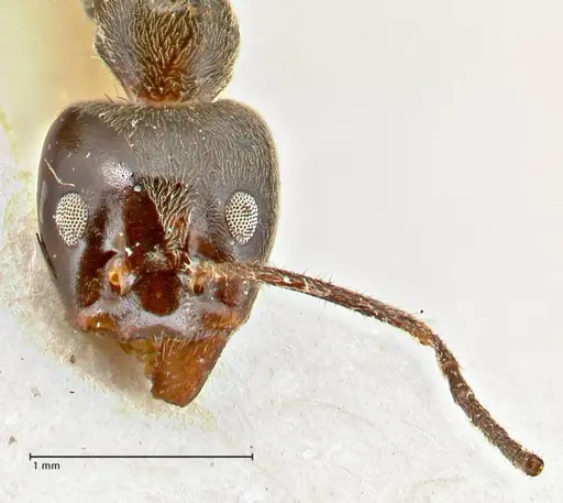 Anonychomyrma dimorpha specimen FOCOL2801 image focol2801_2