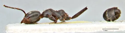 Anonychomyrma dimorpha specimen FOCOL2801 image focol2801_3