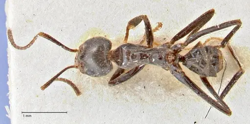 Anonychomyrma dimorpha specimen FOCOL2810 image focol2810_1