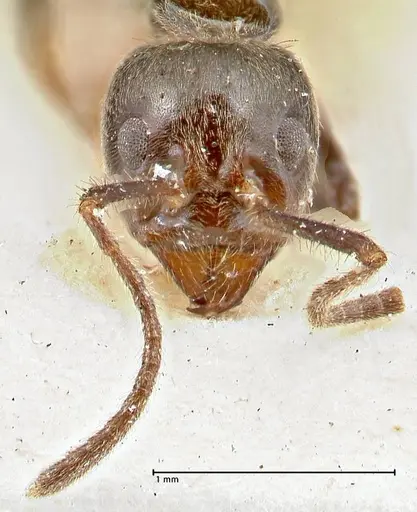 Anonychomyrma dimorpha specimen FOCOL2810 image focol2810_2