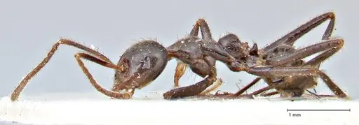 Anonychomyrma dimorpha specimen FOCOL2810 image focol2810_3