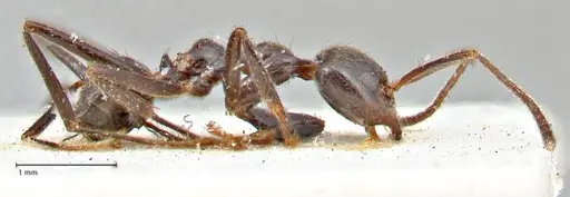 Anonychomyrma dimorpha specimen FOCOL2810 image focol2810_4