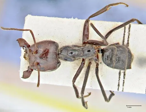 Anonychomyrma dimorpha specimen FOCOL2811 image focol2811_1