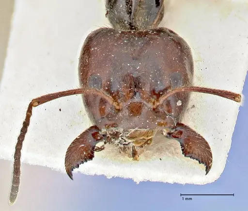 Anonychomyrma dimorpha specimen FOCOL2811 image focol2811_2