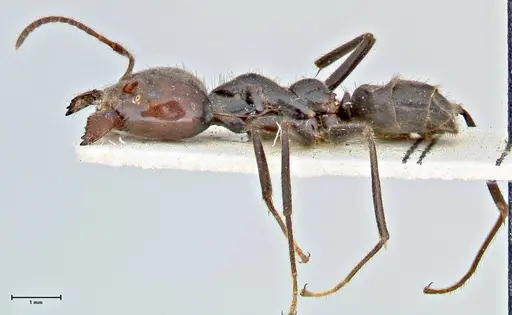 Anonychomyrma dimorpha specimen FOCOL2811 image focol2811_3