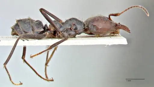 Anonychomyrma dimorpha specimen FOCOL2811 image focol2811_4