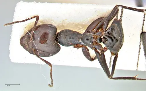 Anonychomyrma dimorpha specimen FOCOL2812 image focol2812_1