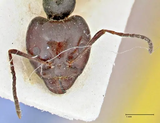 Anonychomyrma dimorpha specimen FOCOL2812 image focol2812_2
