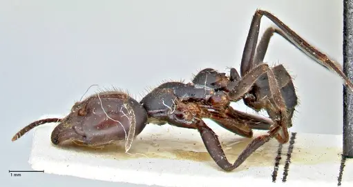 Anonychomyrma dimorpha specimen FOCOL2812 image focol2812_3