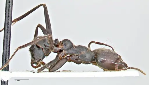 Anonychomyrma dimorpha specimen FOCOL2812 image focol2812_4