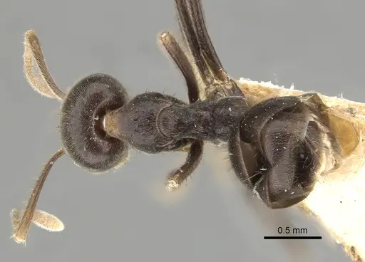 Anonychomyrma extensa specimen CASENT0249527 image casent0249527_1