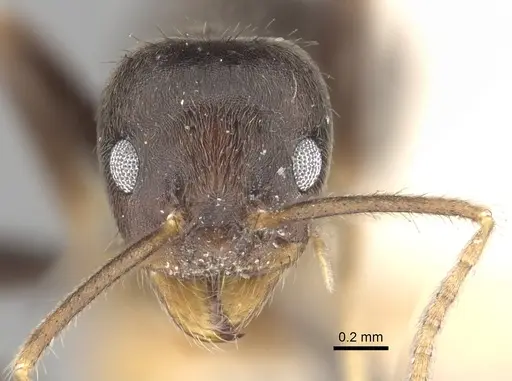 Anonychomyrma extensa specimen CASENT0249527 image casent0249527_2