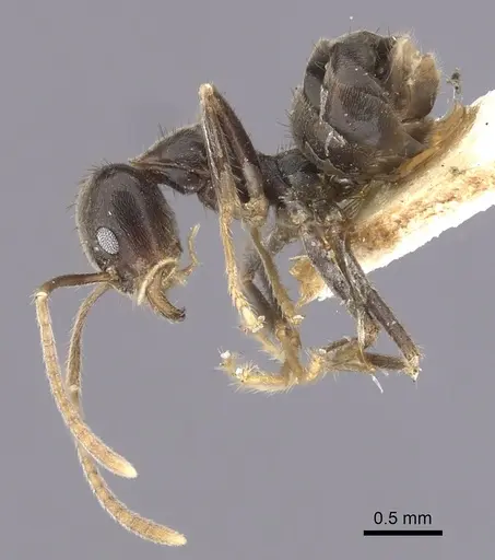 Anonychomyrma extensa specimen CASENT0249527 image casent0249527_3