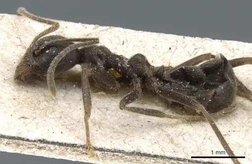 Anonychomyrma extensa specimen CASENT0905049 image casent0905049_3