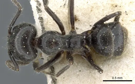 Anonychomyrma fornicata specimen CASENT0905056 image casent0905056_1