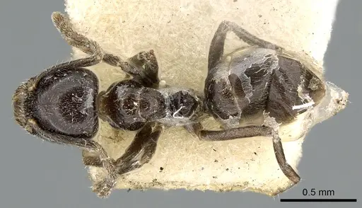 Anonychomyrma fornicata specimen CASENT0906231 image casent0906231_1