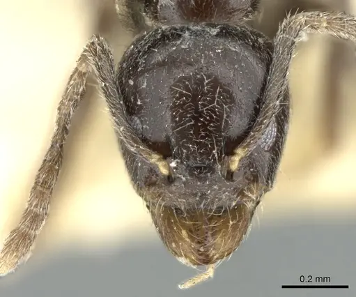 Anonychomyrma fornicata specimen CASENT0906231 image casent0906231_2
