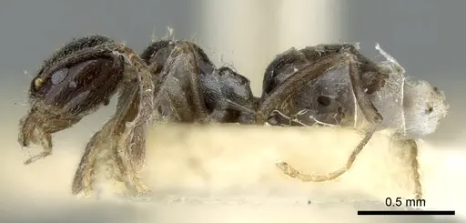 Anonychomyrma fornicata specimen CASENT0906231 image casent0906231_3