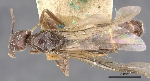Anonychomyrma froggatti specimen CASENT0909527 image casent0909527_1