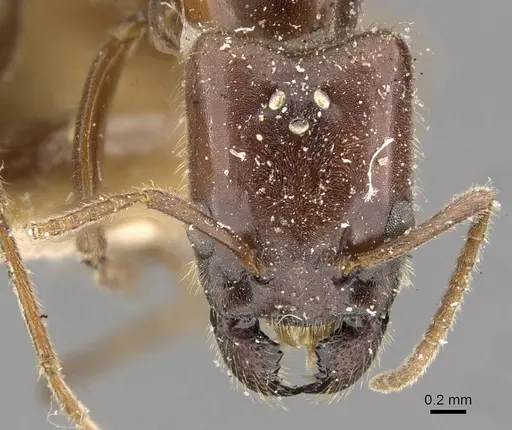 Anonychomyrma froggatti specimen CASENT0909527 image casent0909527_2