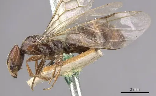 Anonychomyrma froggatti specimen CASENT0909527 image casent0909527_3