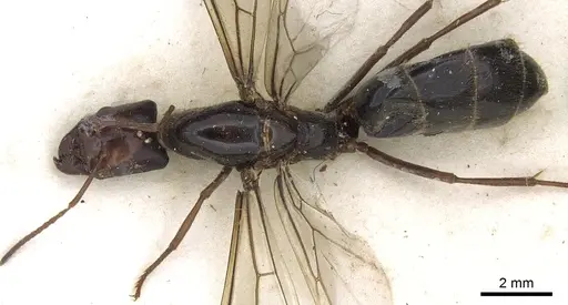 Anonychomyrma gigantea specimen CASENT0902990 image casent0902990_1