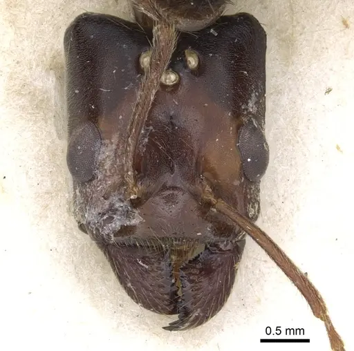 Anonychomyrma gigantea specimen CASENT0902990 image casent0902990_2