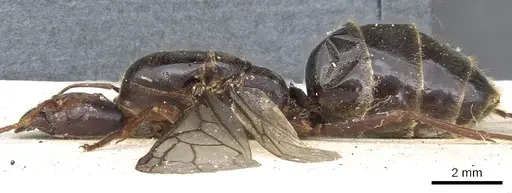 Anonychomyrma gigantea specimen CASENT0902990 image casent0902990_3