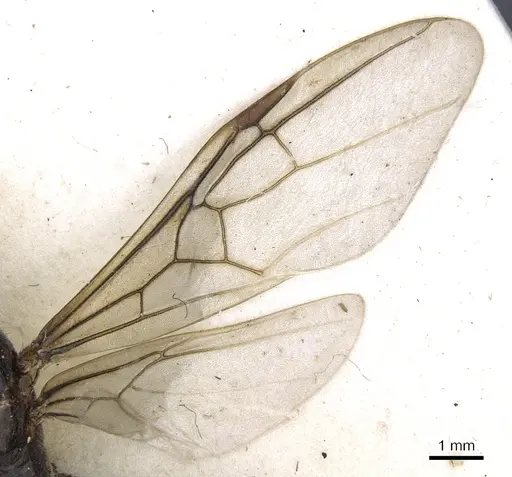 Anonychomyrma gigantea specimen CASENT0902990 image casent0902990_4