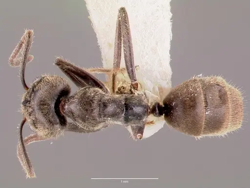 Anonychomyrma gilberti specimen CASENT0006102 image casent0006102_1
