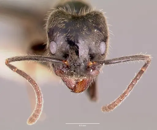 Anonychomyrma gilberti specimen CASENT0006102 image casent0006102_2
