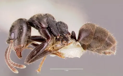 Anonychomyrma gilberti specimen CASENT0006102 image casent0006102_3