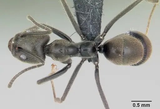 Anonychomyrma gilberti specimen CASENT0069883 image casent0069883_1