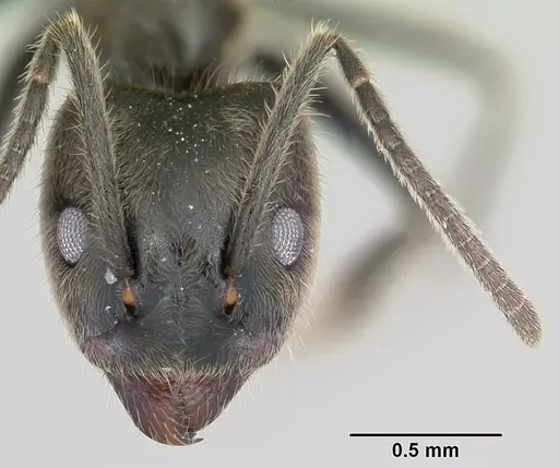 Anonychomyrma gilberti specimen CASENT0069883 image casent0069883_2