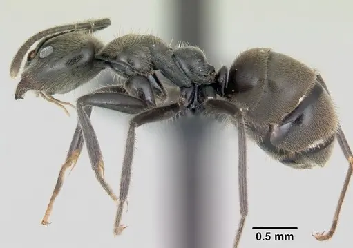 Anonychomyrma gilberti specimen CASENT0069883 image casent0069883_3