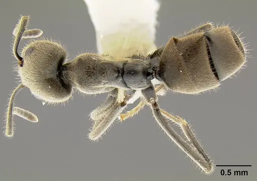 Anonychomyrma gilberti specimen CASENT0106003 image casent0106003_1