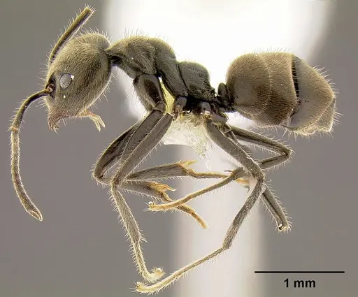 Anonychomyrma gilberti specimen CASENT0106003 image casent0106003_3