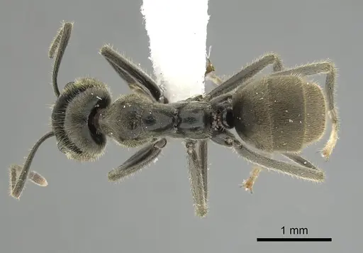Anonychomyrma gilberti specimen CASENT0249517 image casent0249517_1