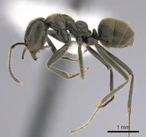 Anonychomyrma gilberti specimen CASENT0249517 image casent0249517_3