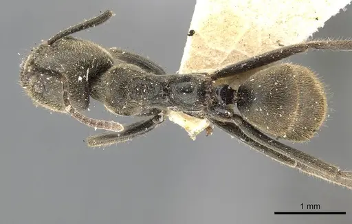 Anonychomyrma gilberti specimen CASENT0909528 image casent0909528_1