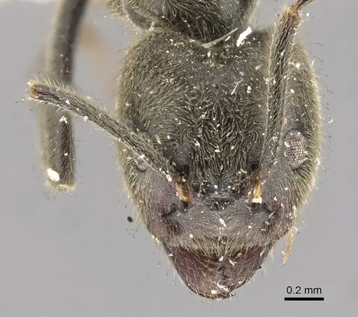 Anonychomyrma gilberti specimen CASENT0909528 image casent0909528_2
