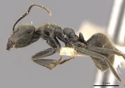 Anonychomyrma gilberti specimen CASENT0909528 image casent0909528_3