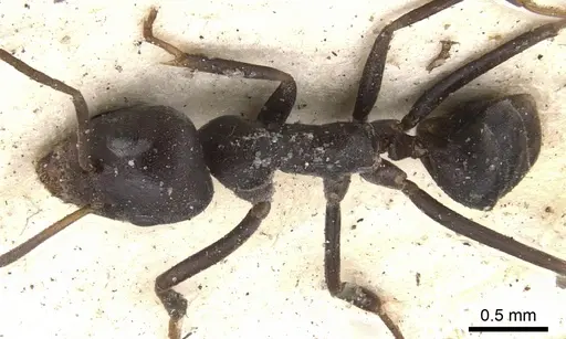 Anonychomyrma glabrata specimen CASENT0901920 image casent0901920_1