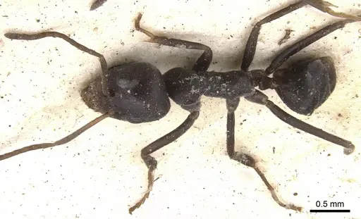 Anonychomyrma glabrata specimen CASENT0901920 image casent0901920_2
